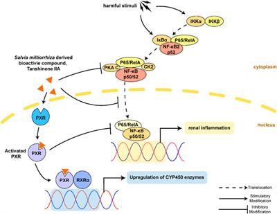 Salvia miltiorrhiza Bunge (Danshen) and Bioactive Compound Tanshinone IIA Alleviates Cisplatin-Induced Acute Kidney Injury Through Regulating PXR/NF-κB Signaling